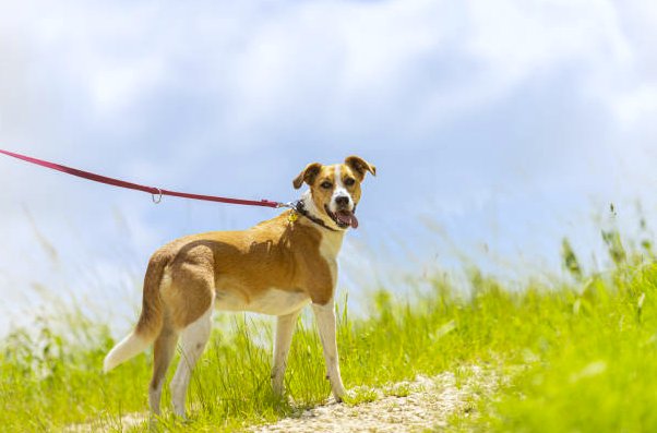 Dog on leash in open field