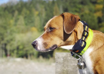 Dog wearing APEX K9 training collar