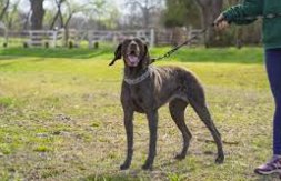 Dog being trained outdoors
